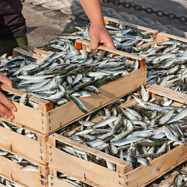 I benefici del pesce azzurro - Ittico Cefalù